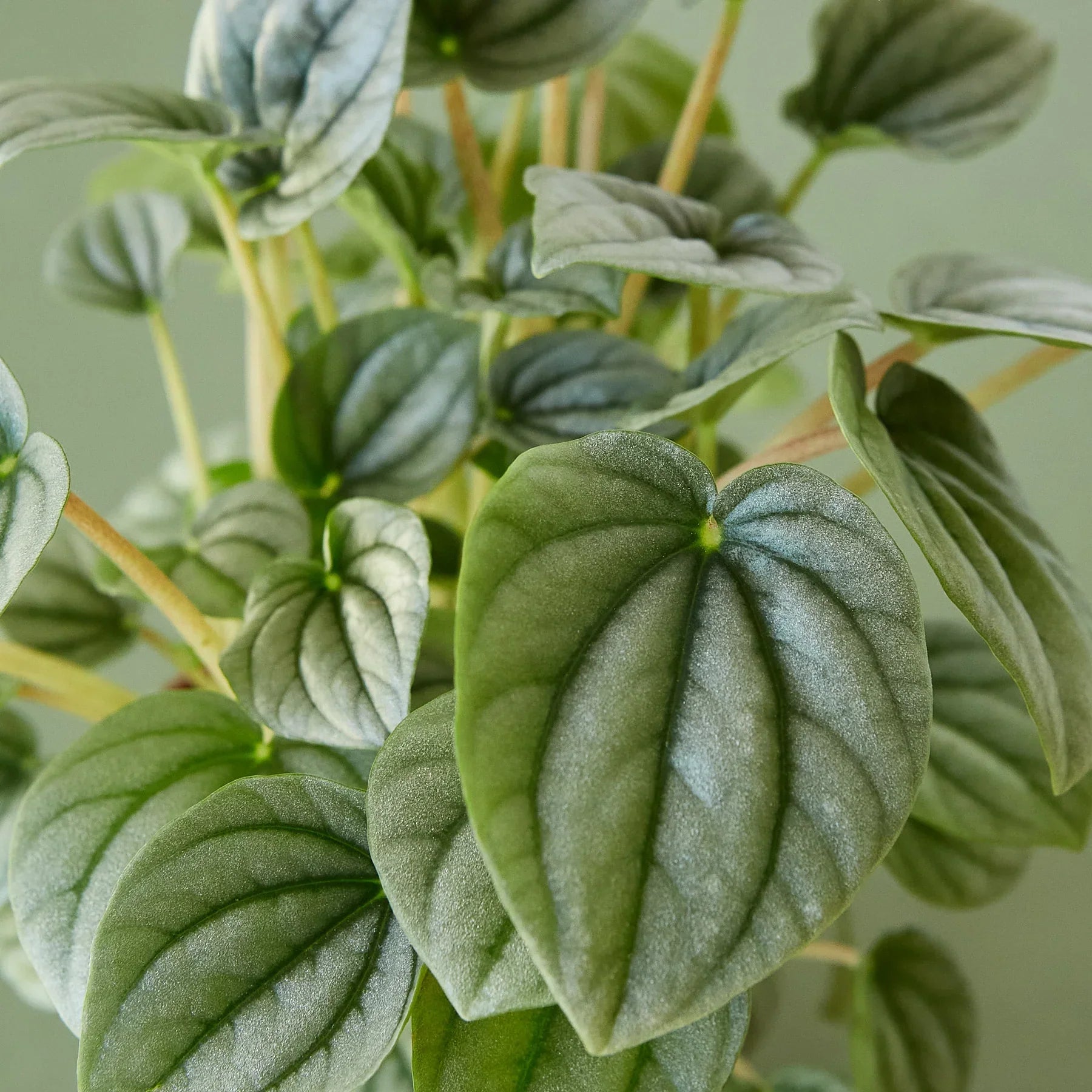 Peperomia Frost indoor plant by Rooted Treasures Farms; fuzzy blue-green ribbed leaves on trailing stems on Tampa Home & Garden Store