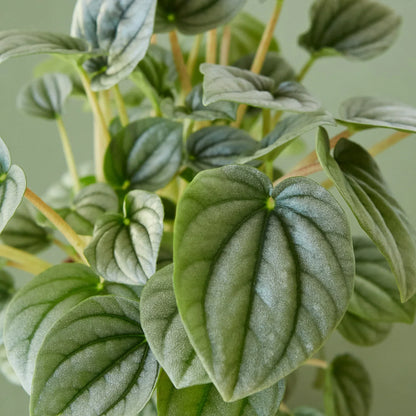 Peperomia Frost indoor plant by Rooted Treasures Farms; fuzzy blue-green ribbed leaves on trailing stems on Tampa Home & Garden Store