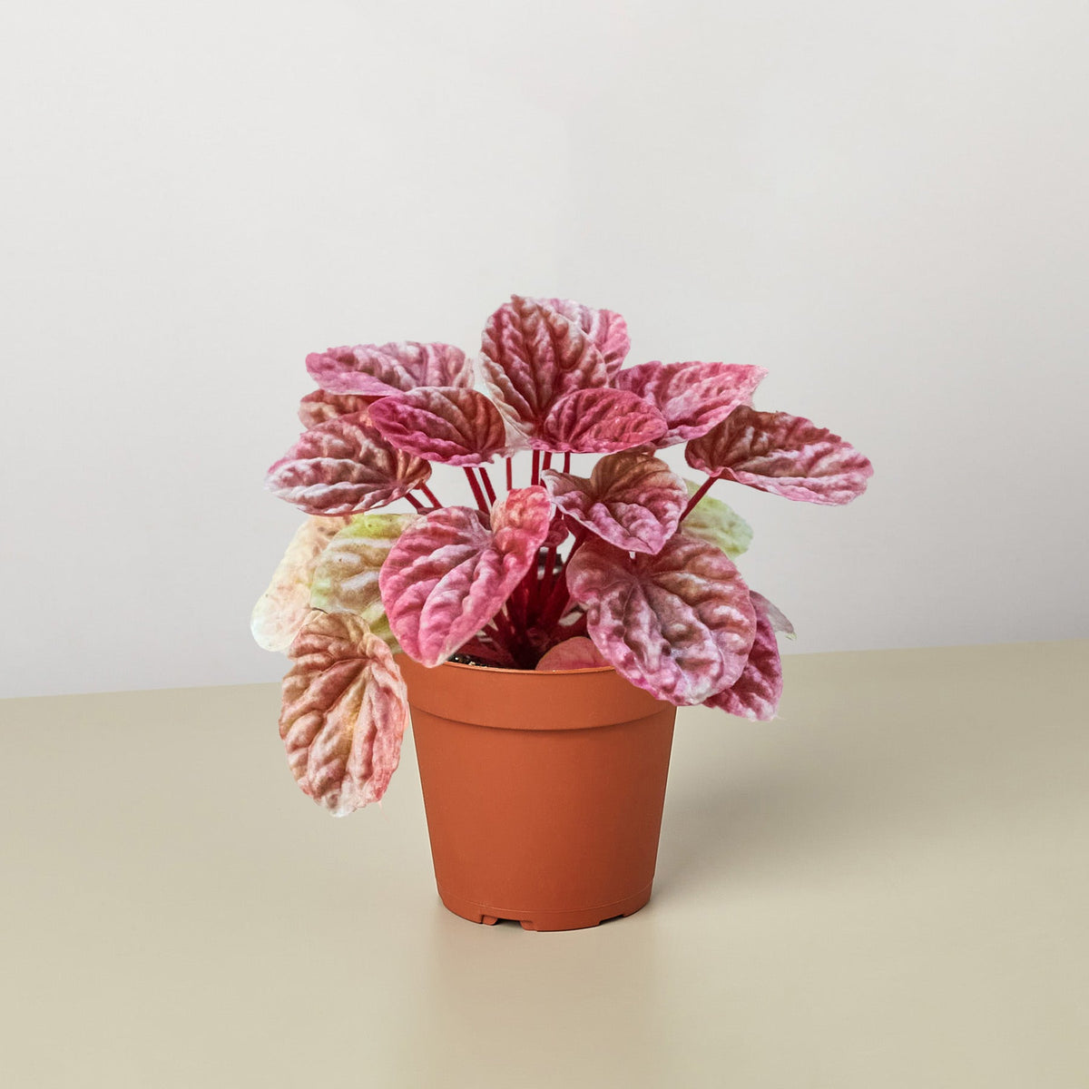Peperomia Quito indoor plant with pink-cream variegated leaves in a terracotta pot on Tampa Home & Garden Store