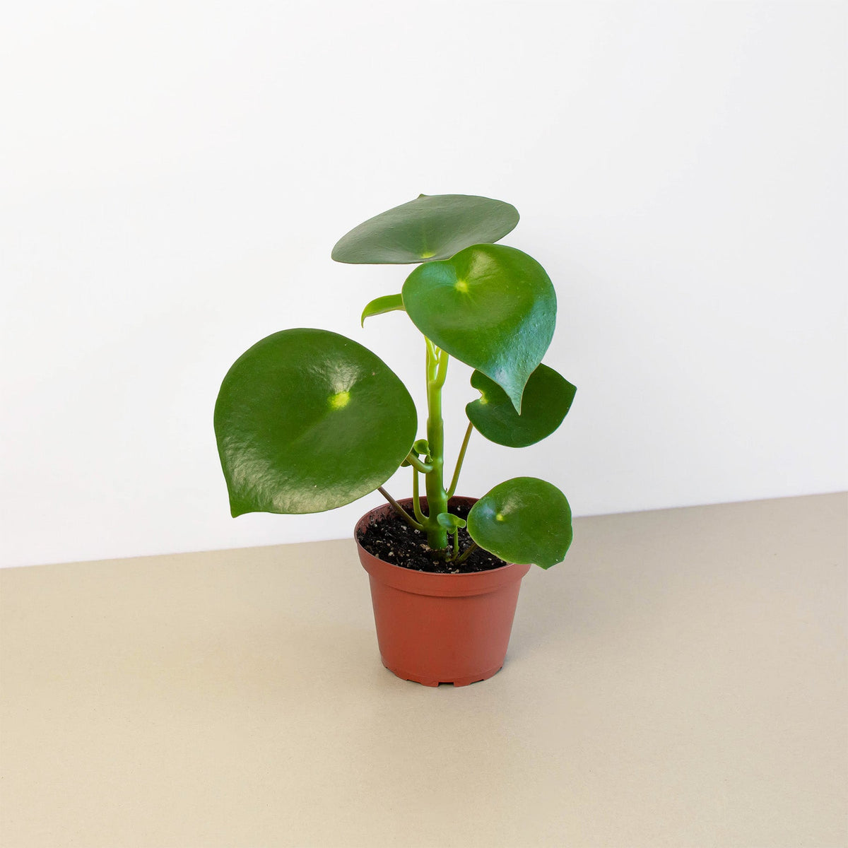 Peperomia Raindrop indoor plant with glossy round leaves in terracotta pot House Plant Shop on Tampa Home & Garden Store
