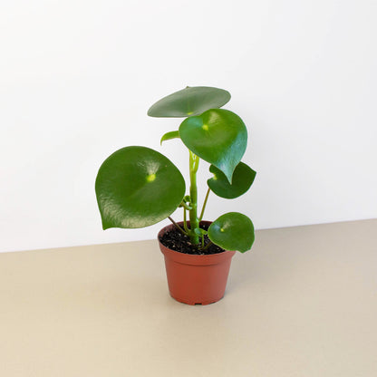 Peperomia Raindrop indoor plant with glossy round leaves in terracotta pot House Plant Shop on Tampa Home & Garden Store