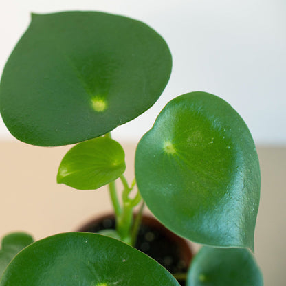 Peperomia Raindrop indoor plant with glossy round leaves on Tampa Home & Garden Store
