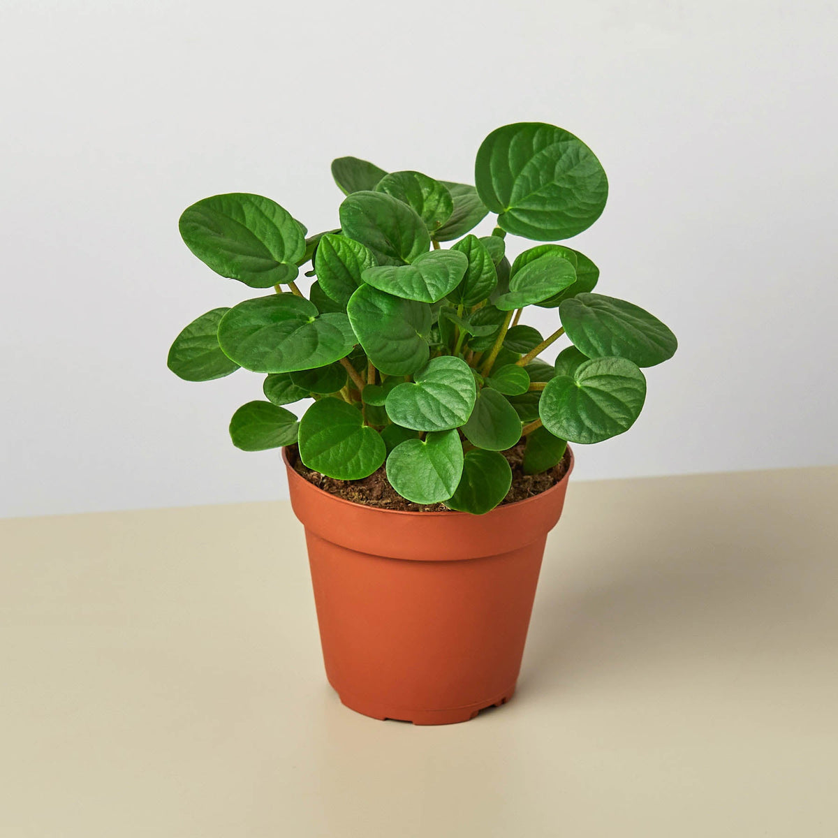 Peperomia Rana Verde indoor plant with thick, round glossy green leaves in a terracotta pot on Tampa Home & Garden Store