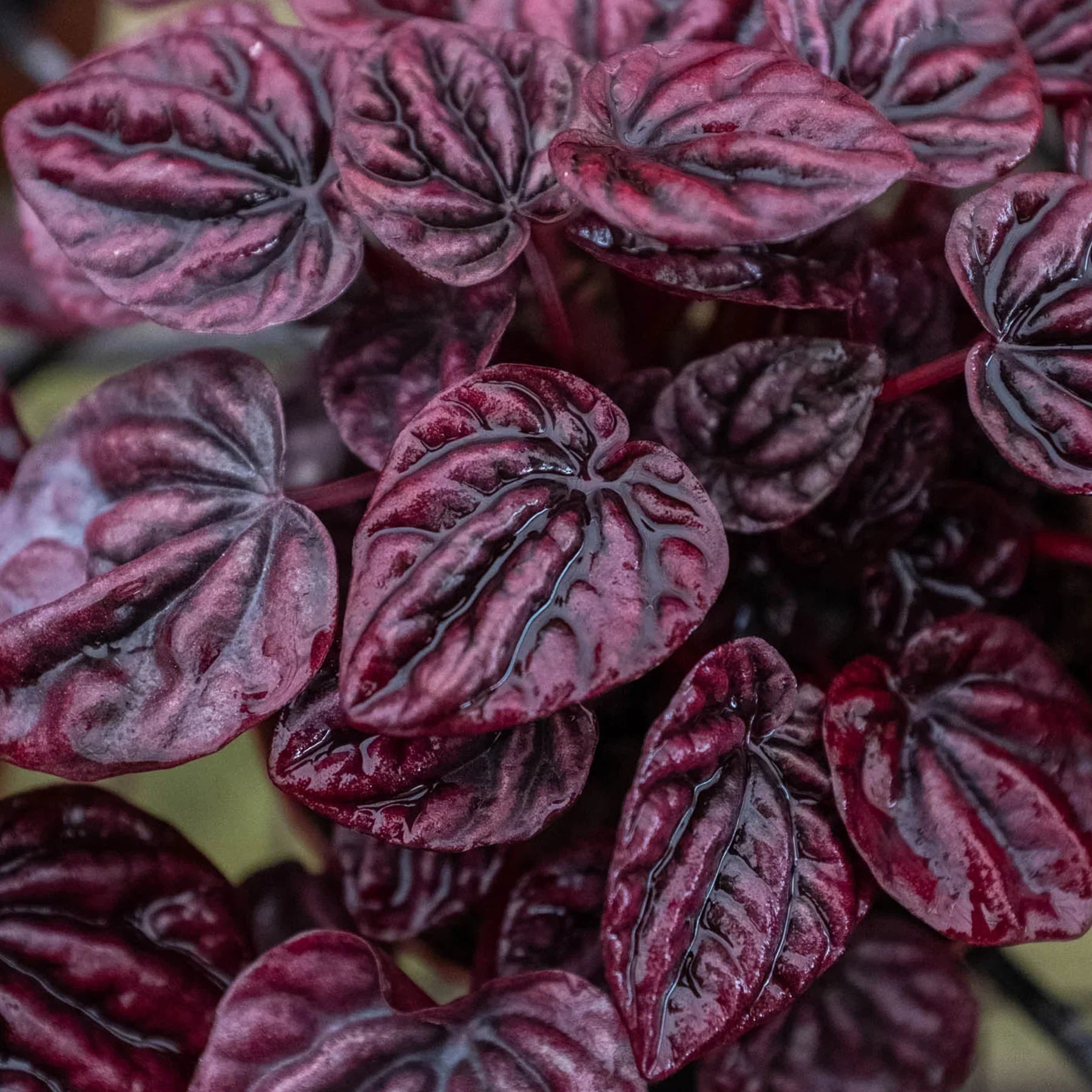 Peperomia Ripple Red 4-inch plant with glossy maroon-pink variegated leaves on Tampa Home & Garden Store