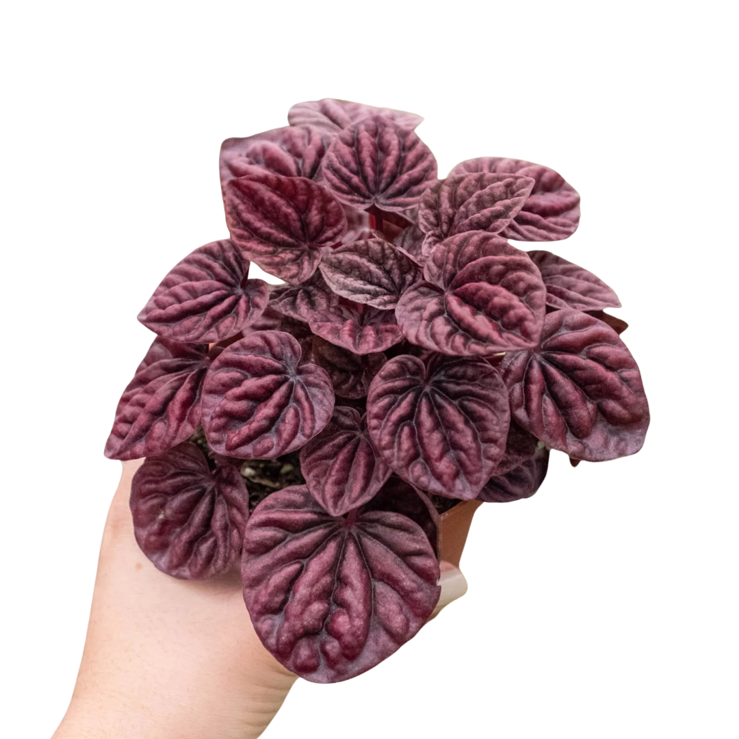 Peperomia Ripple Red 4-inch plant with textured burgundy leaves and deep venation on Tampa Home & Garden Store