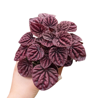 Peperomia Ripple Red 4-inch plant with textured burgundy leaves and deep venation on Tampa Home & Garden Store