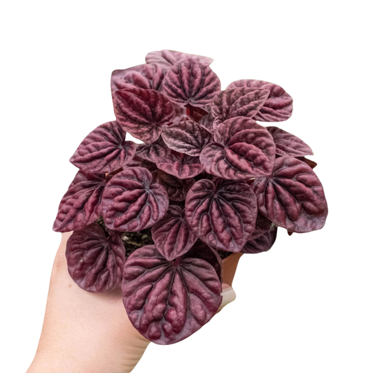 Peperomia Ripple Red 4-inch plant with textured burgundy leaves and deep venation on Tampa Home & Garden Store