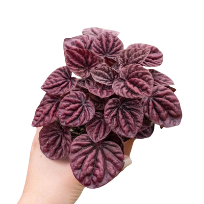 Peperomia Ripple Red 4-inch plant (1) with burgundy veined leaves Rooted Treasures Farms on Tampa Home & Garden Store