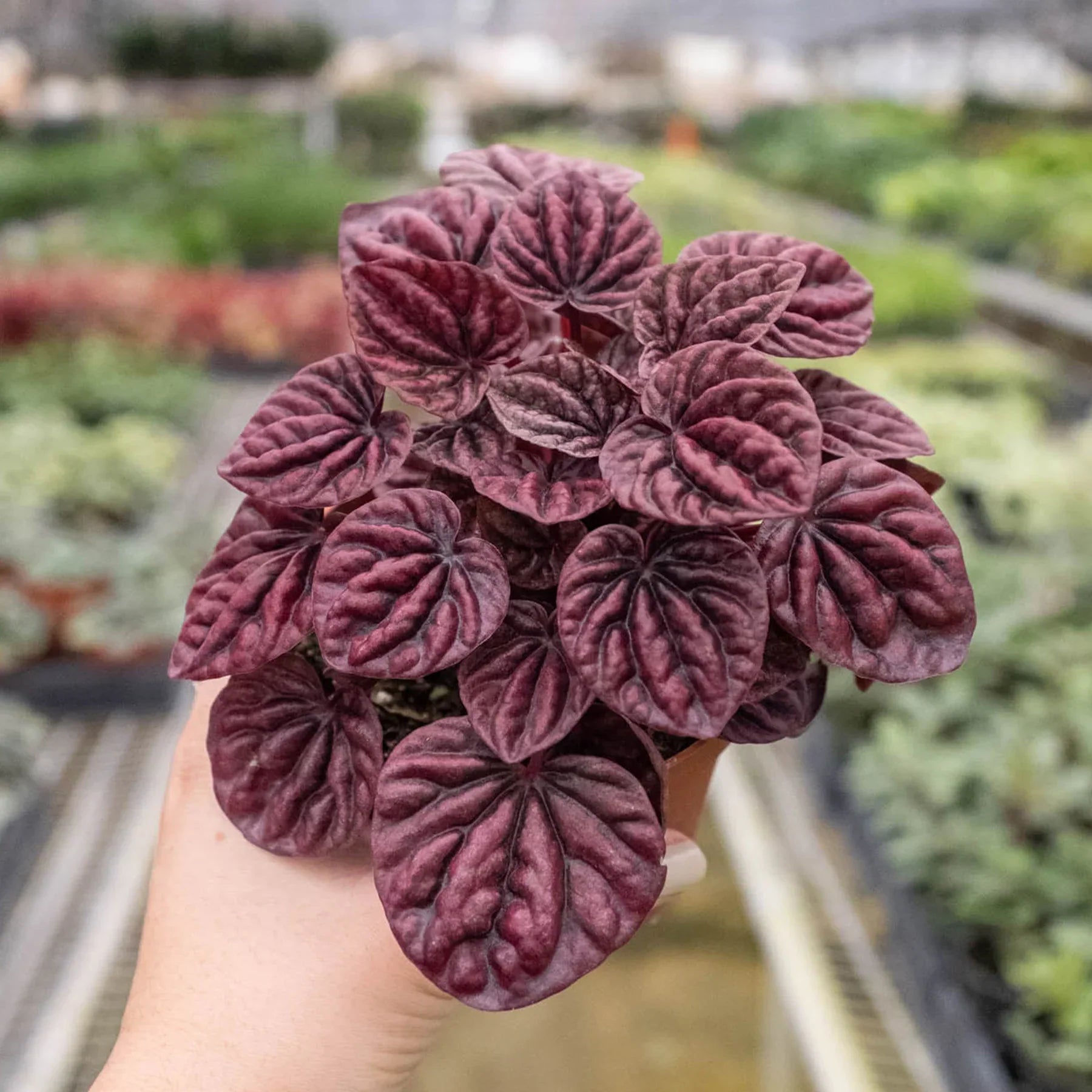Peperomia Ripple Red 4-inch plant burgundy, veined leaves Rooted Treasures Farms on Tampa Home & Garden Store