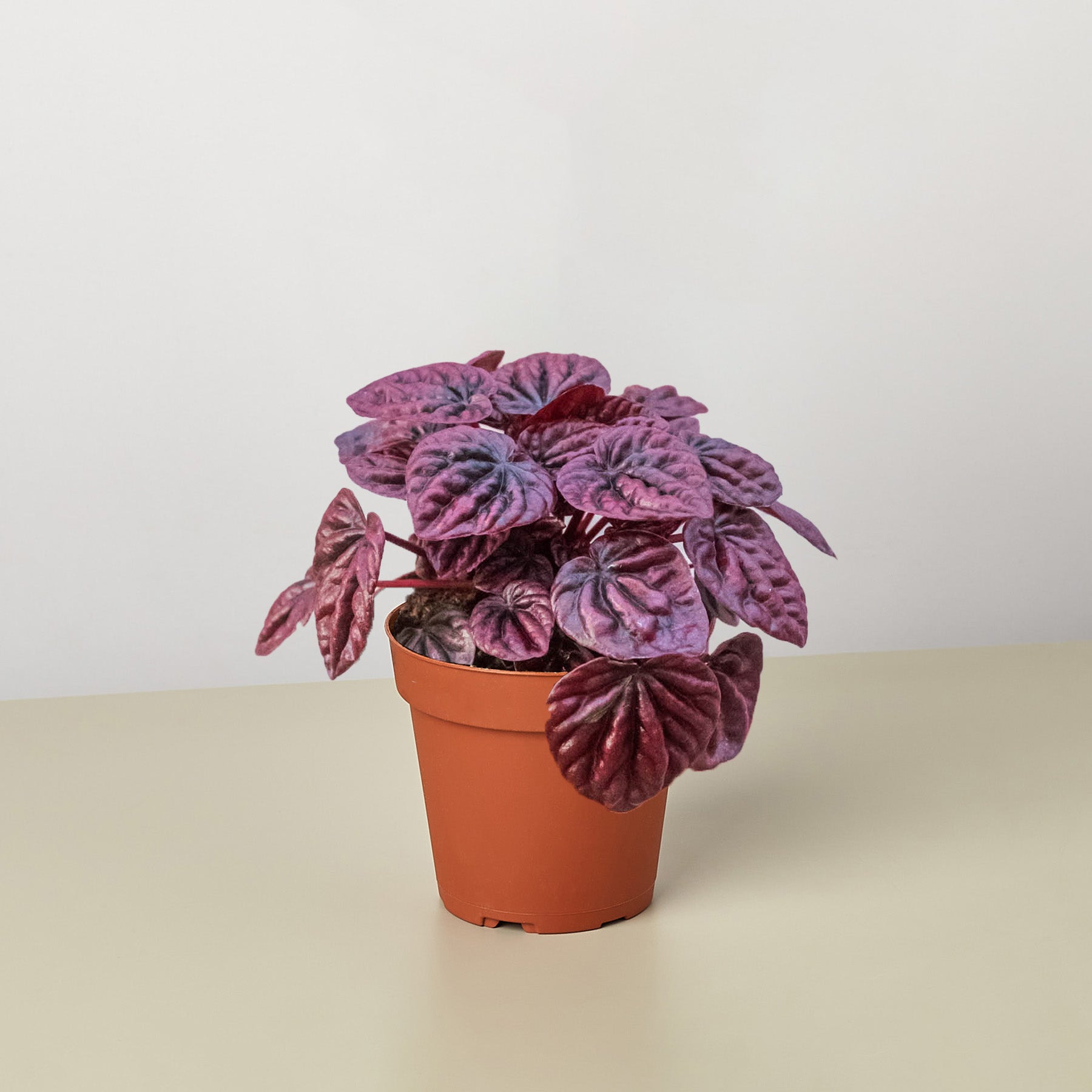 Peperomia Ripple Red 4in plant in terracotta pot with purple leaves; Rooted Treasures Farms on Tampa Home & Garden Store