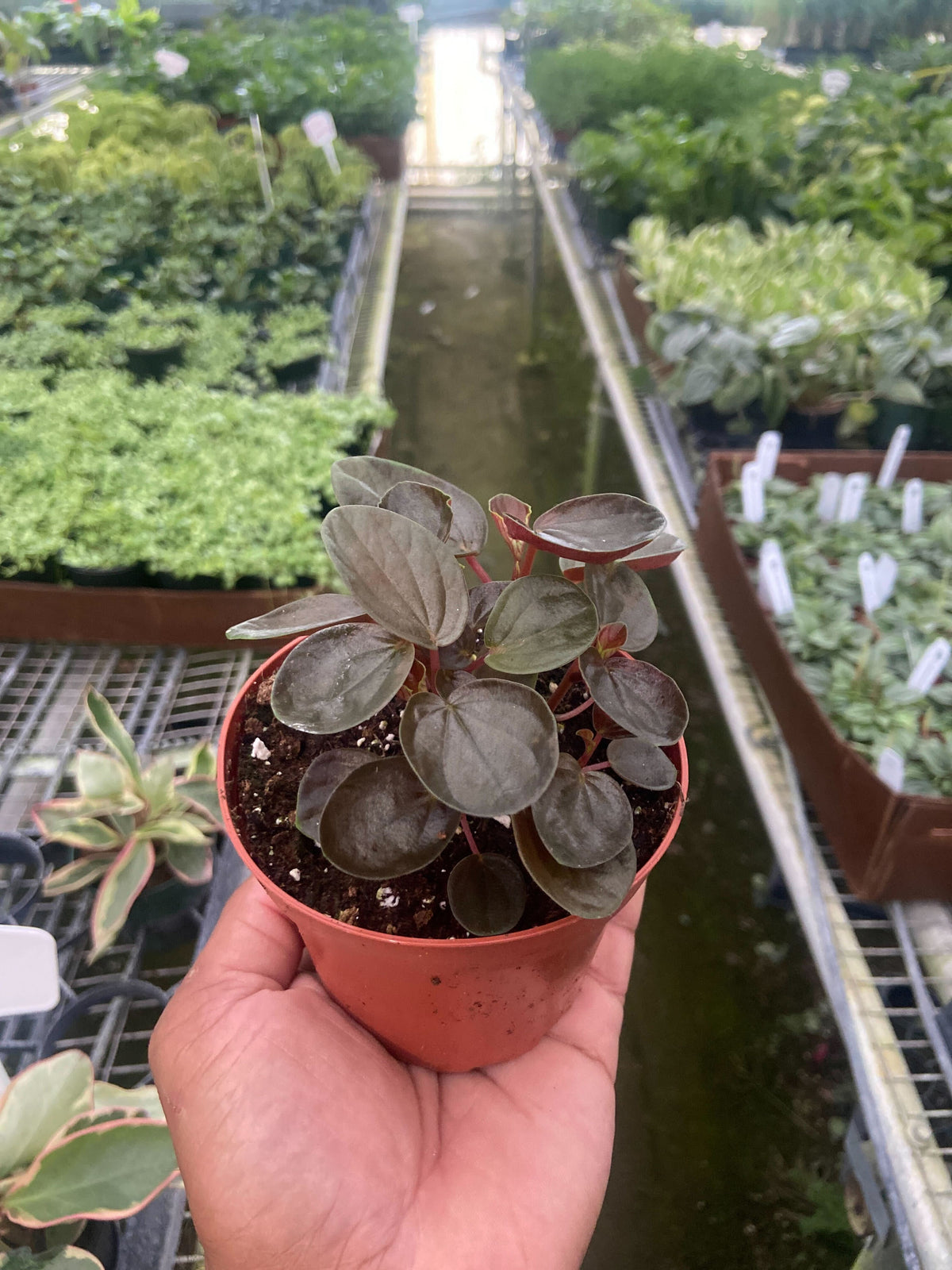 Peperomia Rugosa indoor plant in red pot with round dark leaves on Tampa Home & Garden Store
