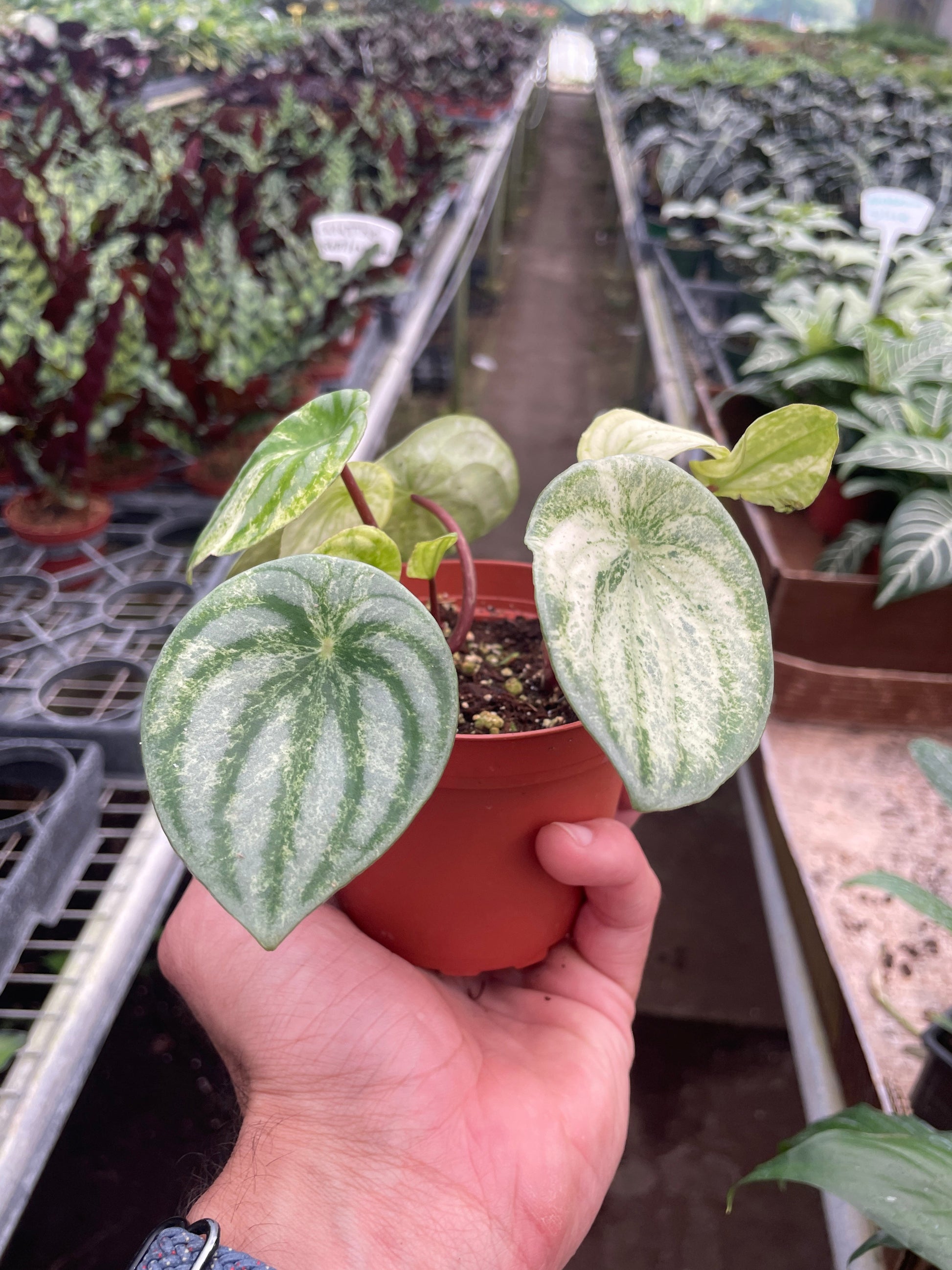 Peperomia Watermelon Variegated indoor plant with green cream leaves Rooted Treasures Farms on Tampa Home & Garden Store