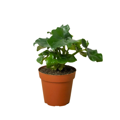 Philodendron Atom Indoor Plant With Unique Charm