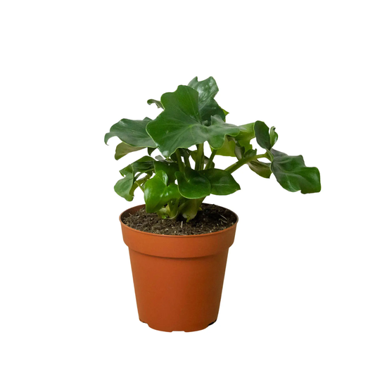 Philodendron Atom indoor plant in terracotta pot with glossy green leaves House Plant Shop on Tampa Home & Garden Store