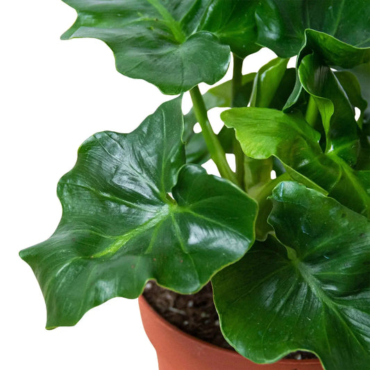 Philodendron Atom indoor plant with glossy dark green leaves in a terracotta pot on Tampa Home & Garden Store
