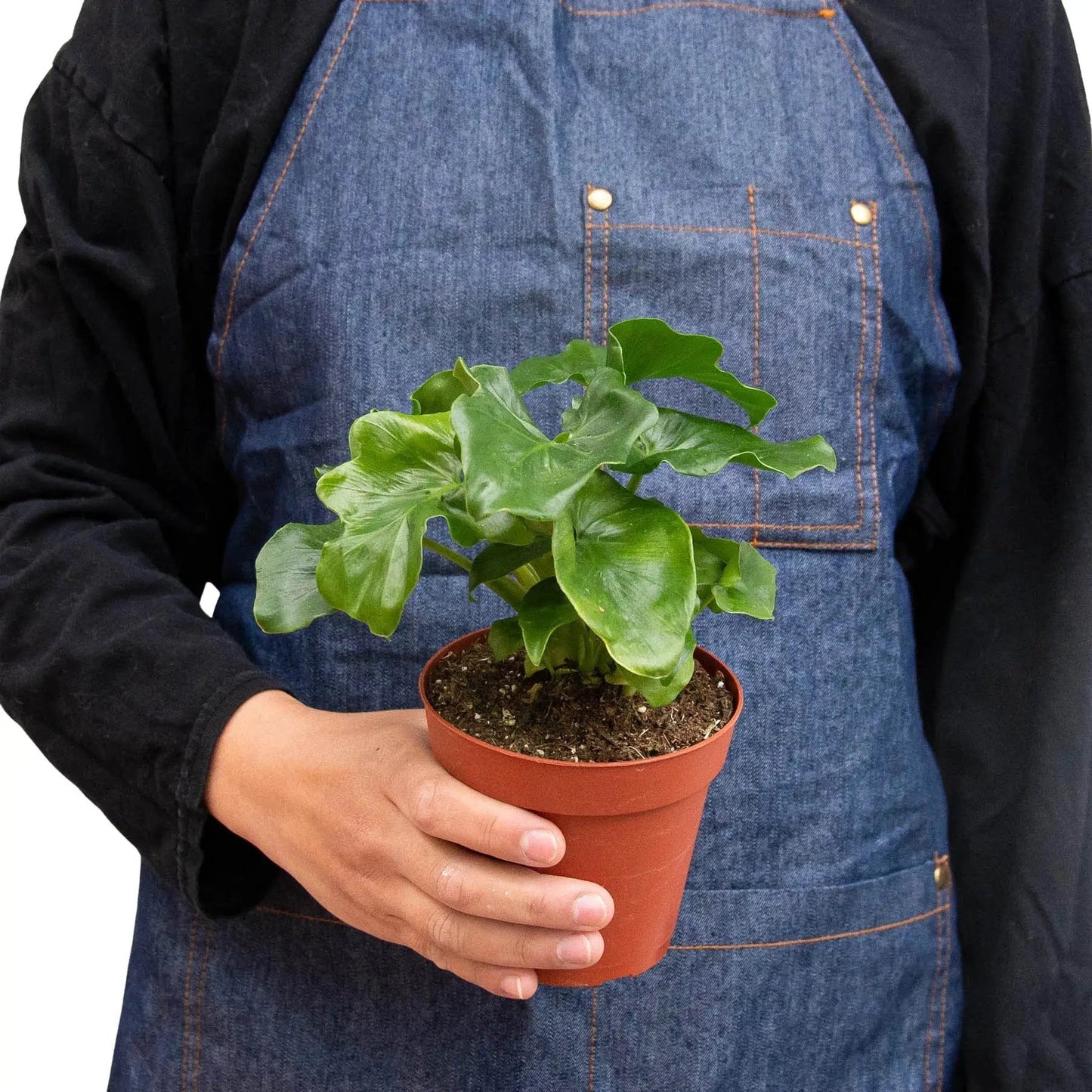 Philodendron Atom Indoor Plant With Unique Charm