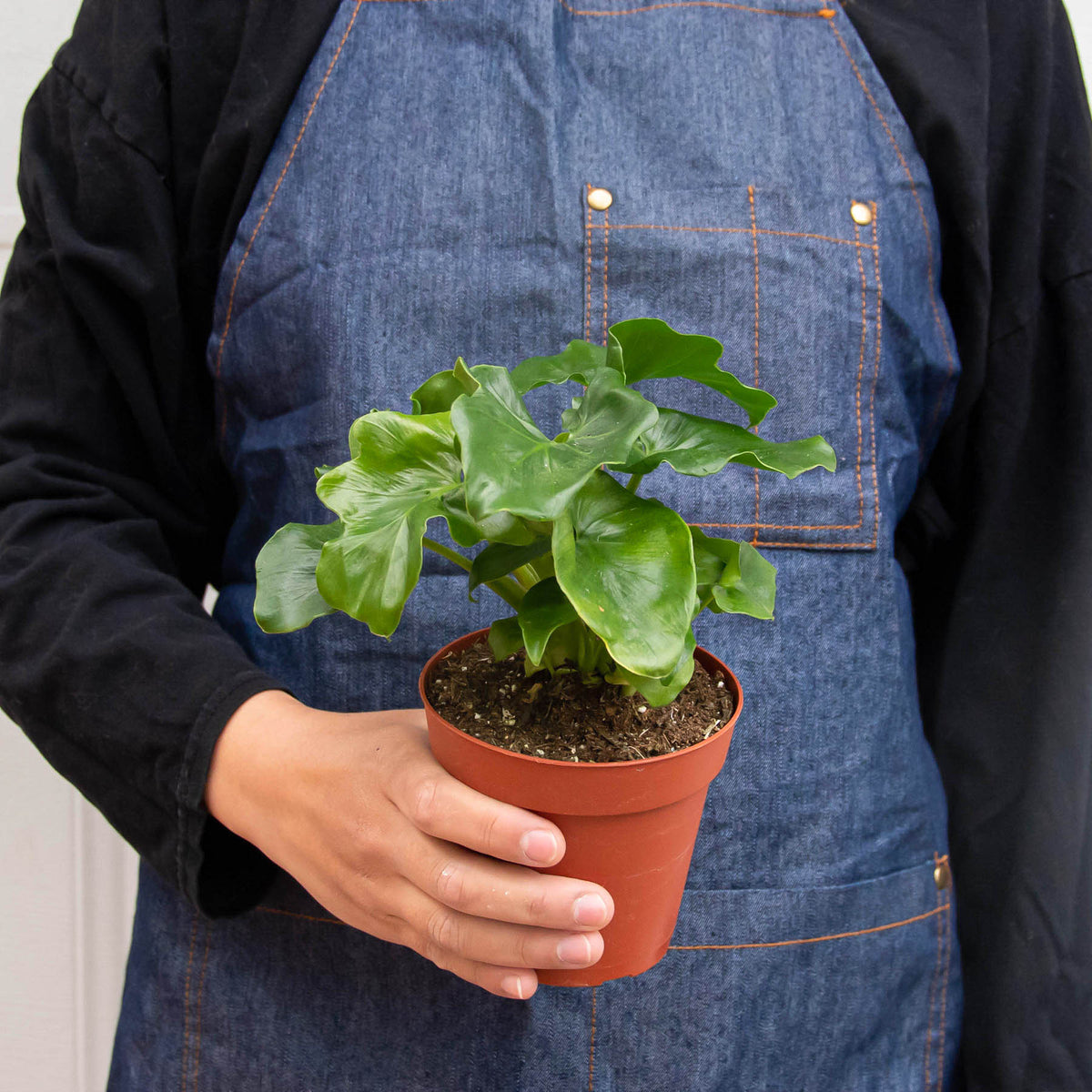 Philodendron Atom indoor plant in terracotta pot with green leaves held by person in denim apron on Tampa Home & Garden Store