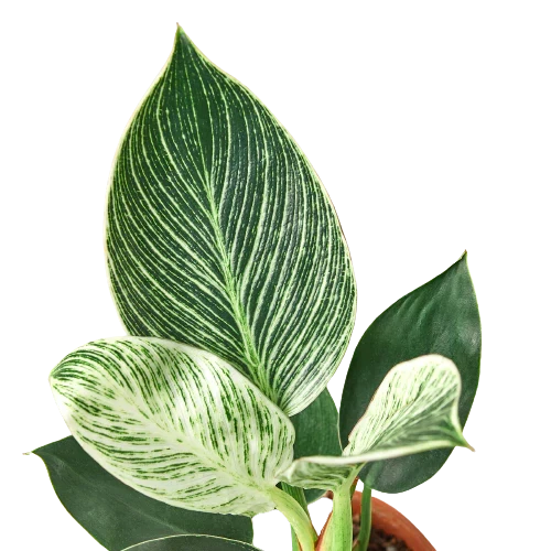 Philodendron Birkin indoor plant variegated green and cream leaves Rooted Treasures Farms on Tampa Home & Garden Store