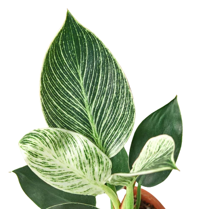 Philodendron Birkin indoor plant variegated green and cream leaves Rooted Treasures Farms on Tampa Home & Garden Store