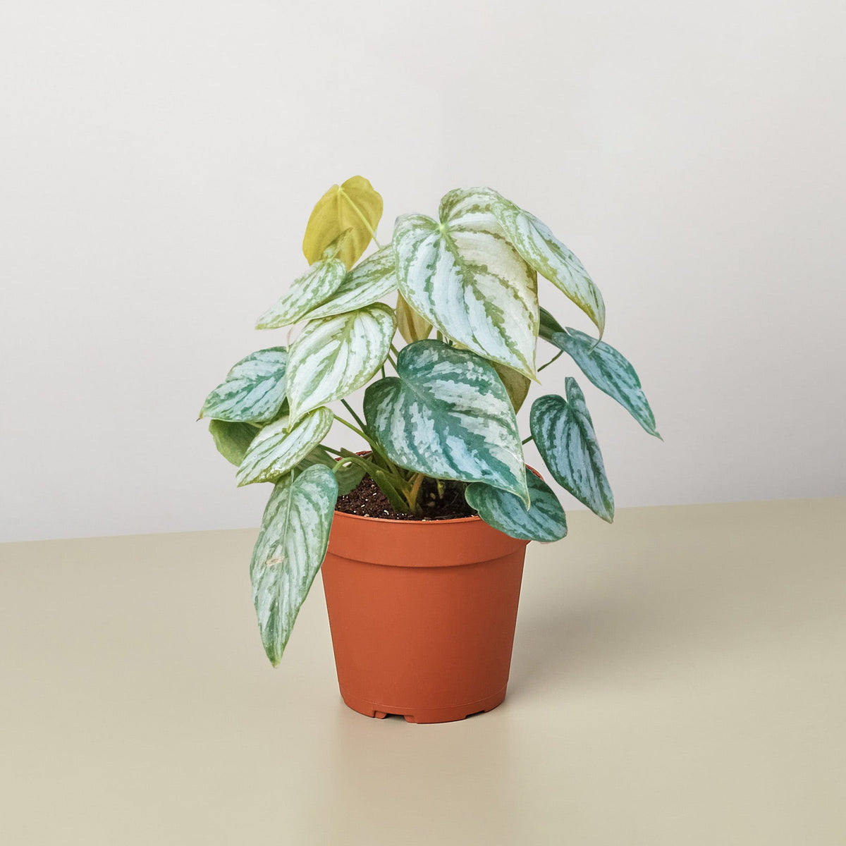 Philodendron Brandi indoor plant variegated leaves in terracotta pot House Plant Shop on Tampa Home & Garden Store