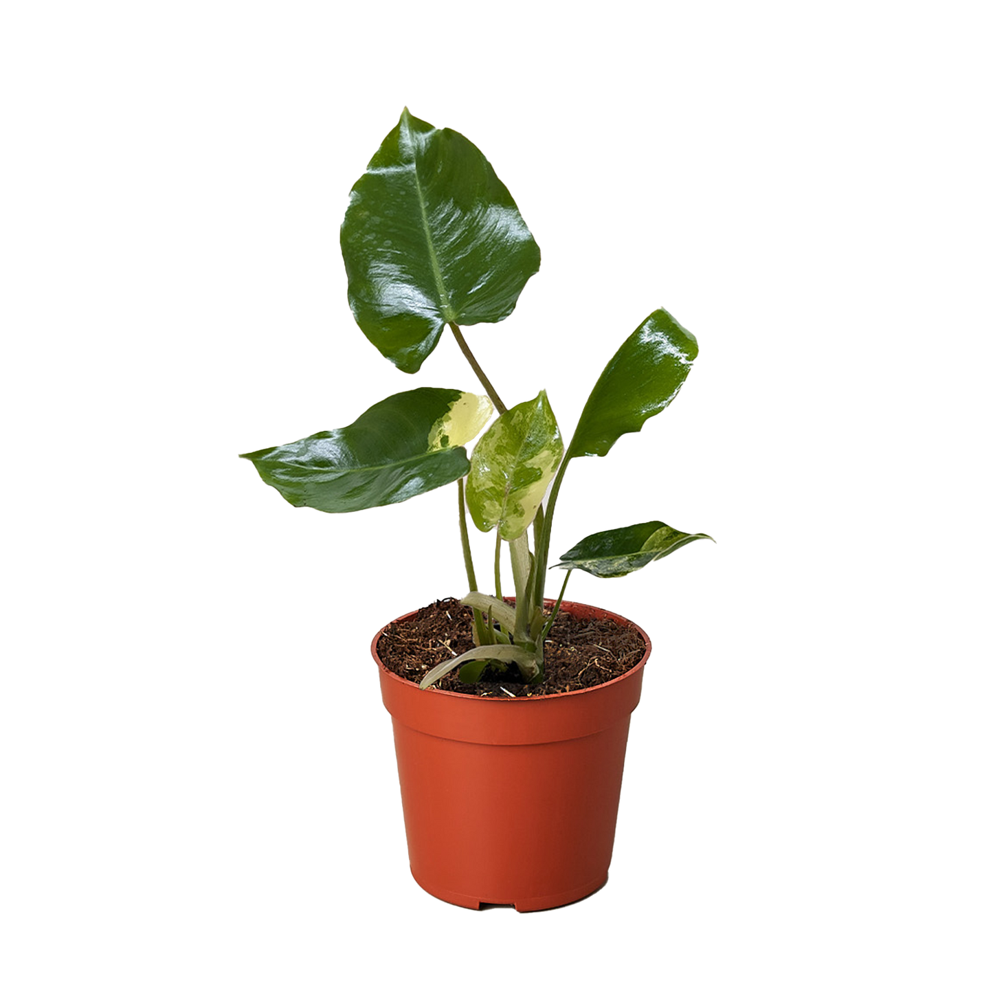 Philodendron Burle Marx Albo indoor plant in red pot with glossy variegated leaves on Tampa Home & Garden Store