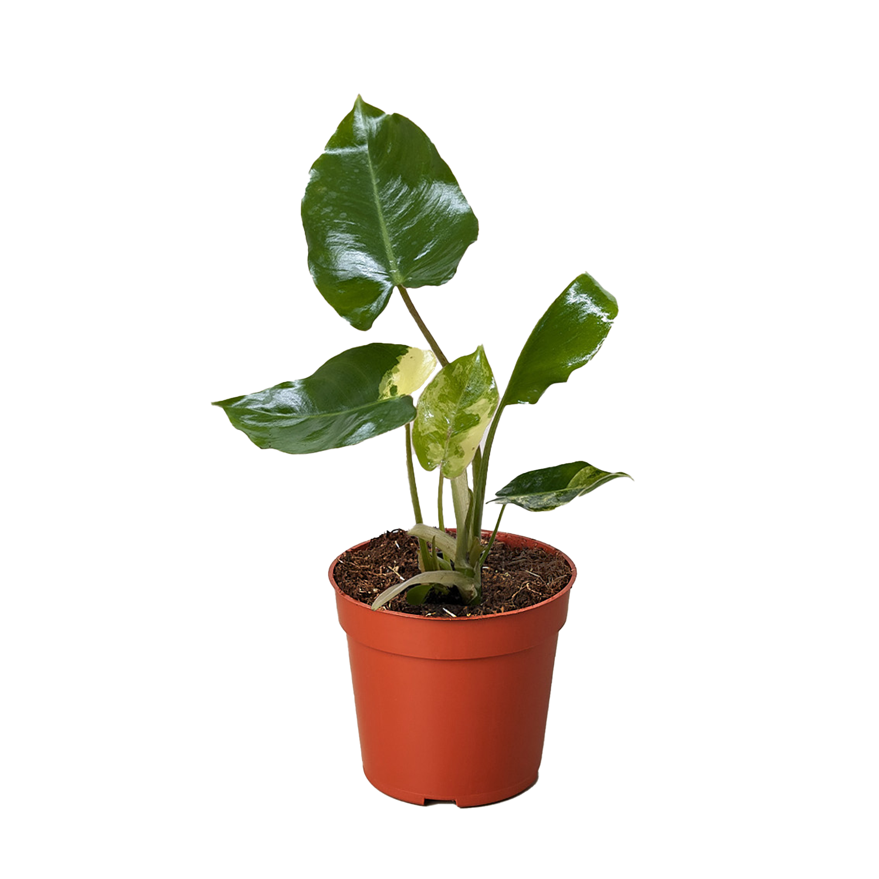 Philodendron Burle Marx Albo indoor plant in red pot with glossy variegated leaves on Tampa Home & Garden Store