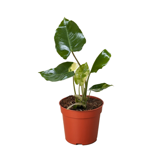 Philodendron Burle Marx Albo indoor plant in red pot with glossy variegated leaves on Tampa Home & Garden Store