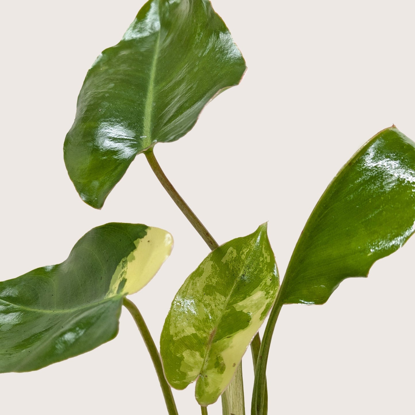 Philodendron Burle Marx Albo indoor plant with glossy variegated leaves House Plant Shop on Tampa Home & Garden Store