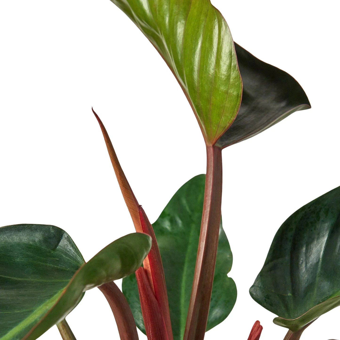 Philodendron Congo Rojo 6in plant with red stems and green leaves Rooted Treasures Farms on Tampa Home & Garden Store