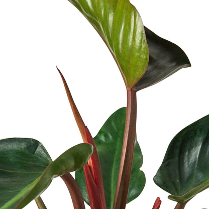 Philodendron Congo Rojo 6in plant with red stems and green leaves Rooted Treasures Farms on Tampa Home & Garden Store