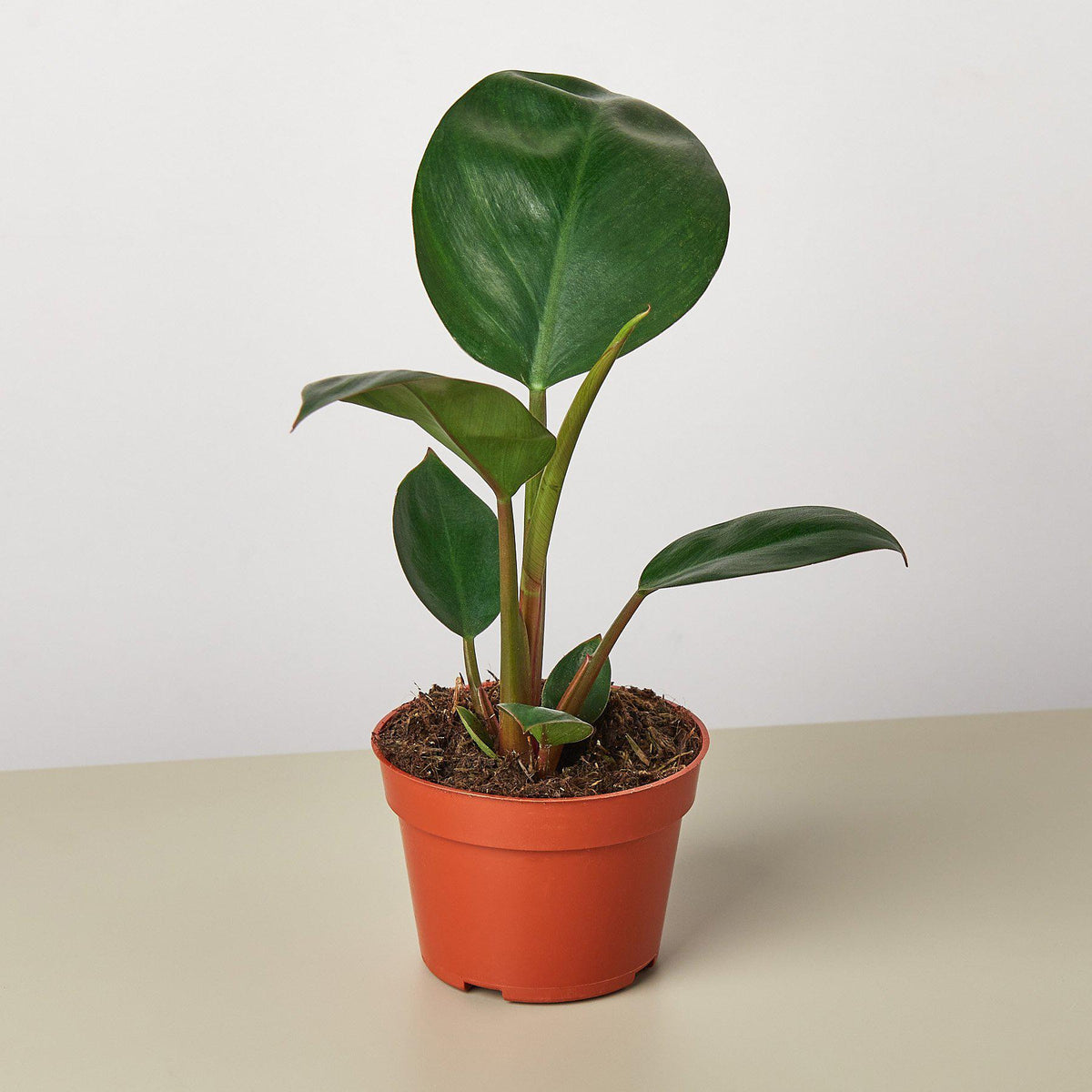 Philodendron Congo Rojo indoor plant with glossy dark green round leaves in an orange pot on Tampa Home & Garden Store