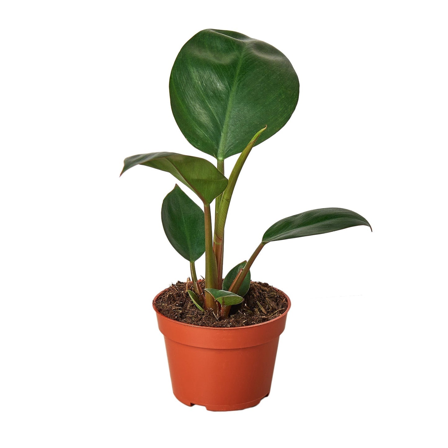 Philodendron Congo Rojo 6-inch plant with dark green glossy leaves in a terracotta pot on Tampa Home & Garden Store