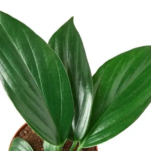 Dragon Tail Philodendron Birkin Houseplant with glossy dark green leaves in a pot on Tampa Home & Garden Store