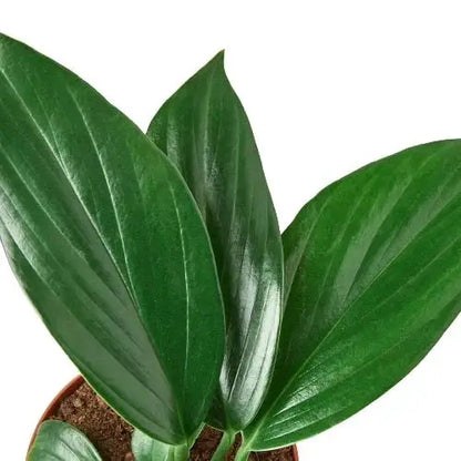 Dragon Tail Philodendron Birkin Houseplant with glossy dark green leaves in a pot on Tampa Home & Garden Store