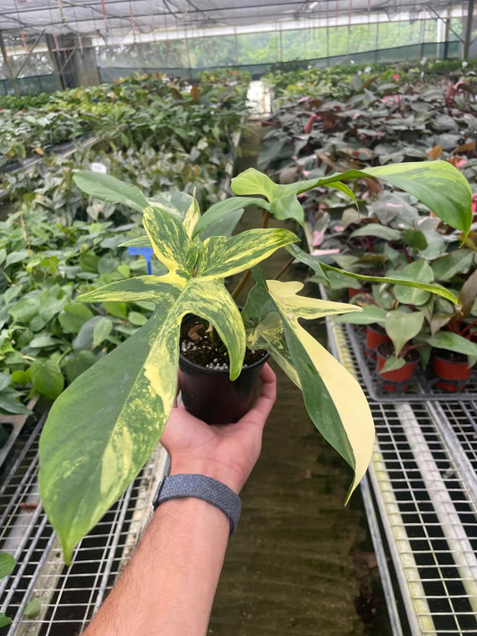Philodendron Florida Beauty Variegated potted indoor plant with yellow-green leaves on Tampa Home & Garden Store
