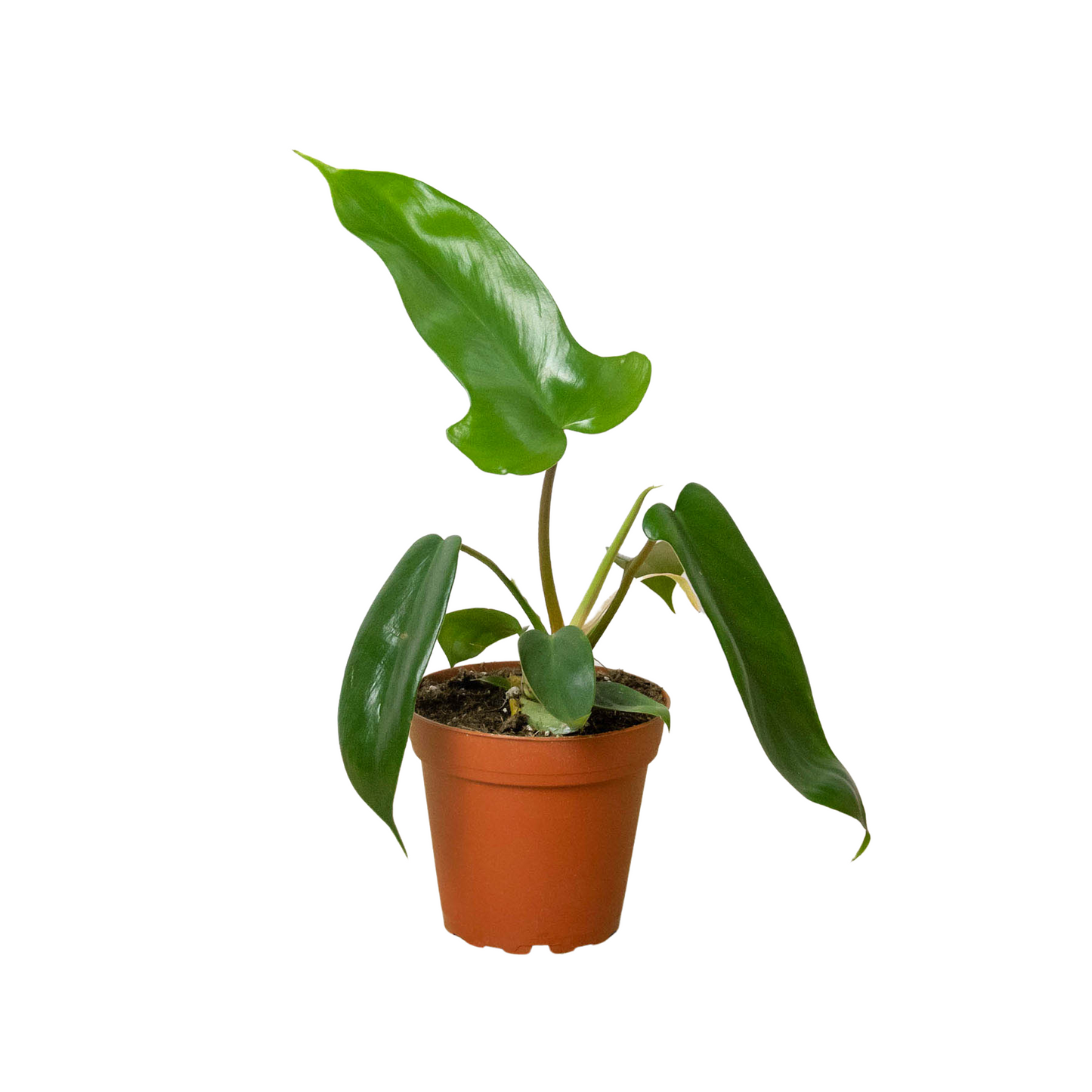 Philodendron Florida Green potted indoor plant with glossy large leaves and trailing vines on Tampa Home & Garden Store