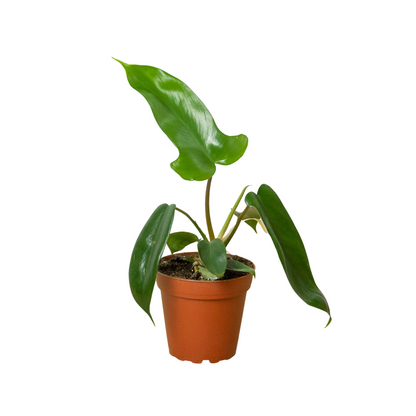 Philodendron Florida Green potted indoor plant with glossy large leaves and trailing vines on Tampa Home & Garden Store