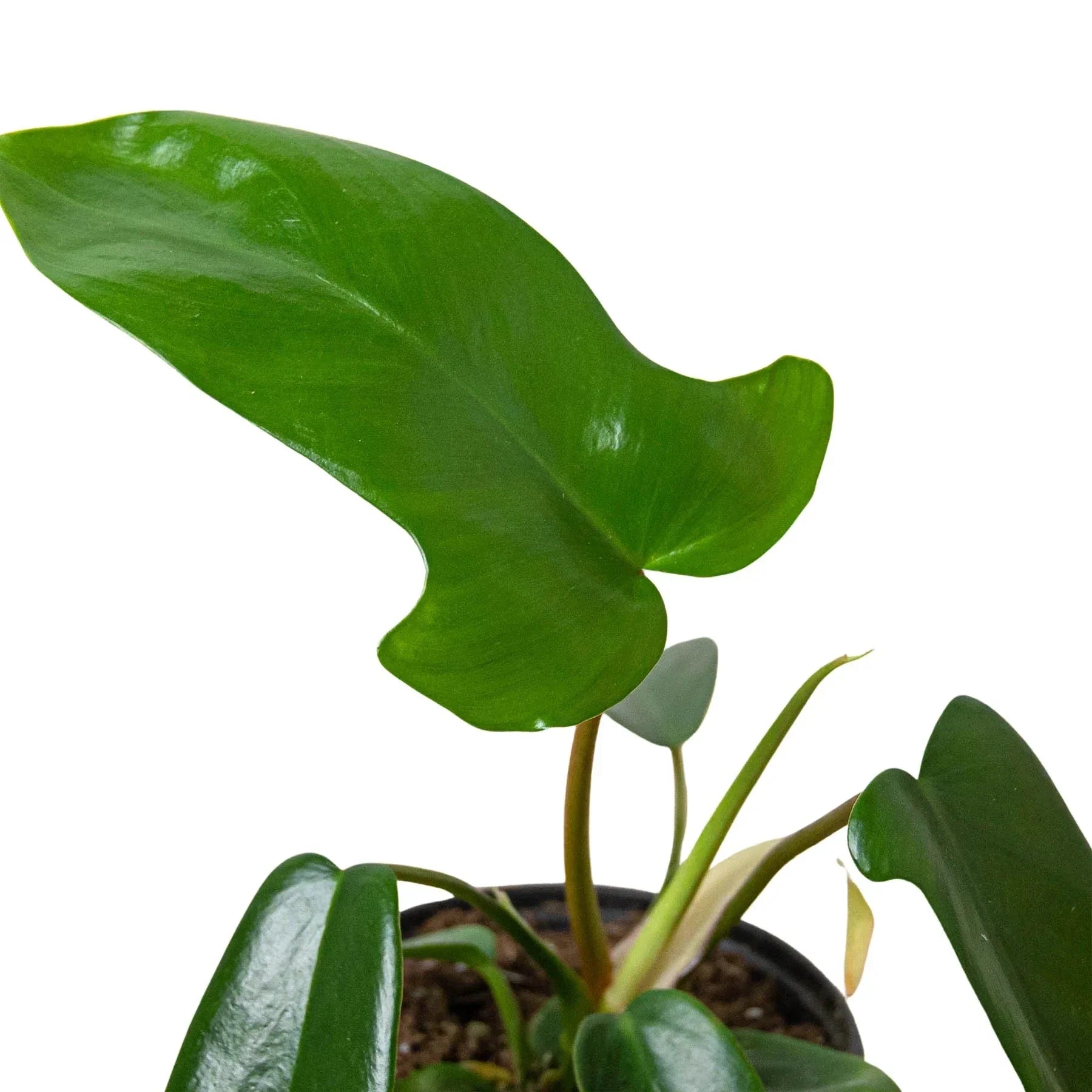 Philodendron Florida Green indoor plant with glossy green leaves in a small pot on Tampa Home & Garden Store