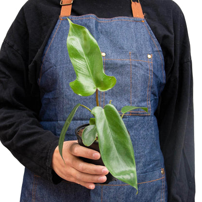 Philodendron Florida Green indoor plant in a small pot with glossy leaves by House Plant Shop on Tampa Home & Garden Store