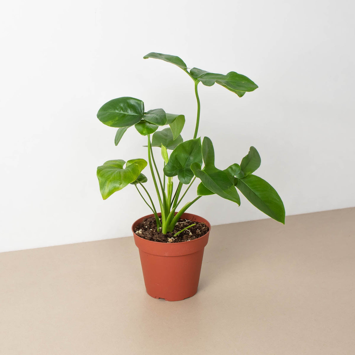Philodendron Goeldii indoor plant with glossy heart-shaped leaves in a terracotta pot on Tampa Home & Garden Store