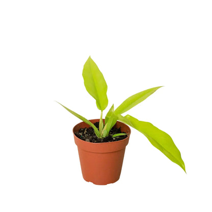 Philodendron Ring of Fire Gold indoor plant in terracotta pot with bright lime leaves on Tampa Home & Garden Store