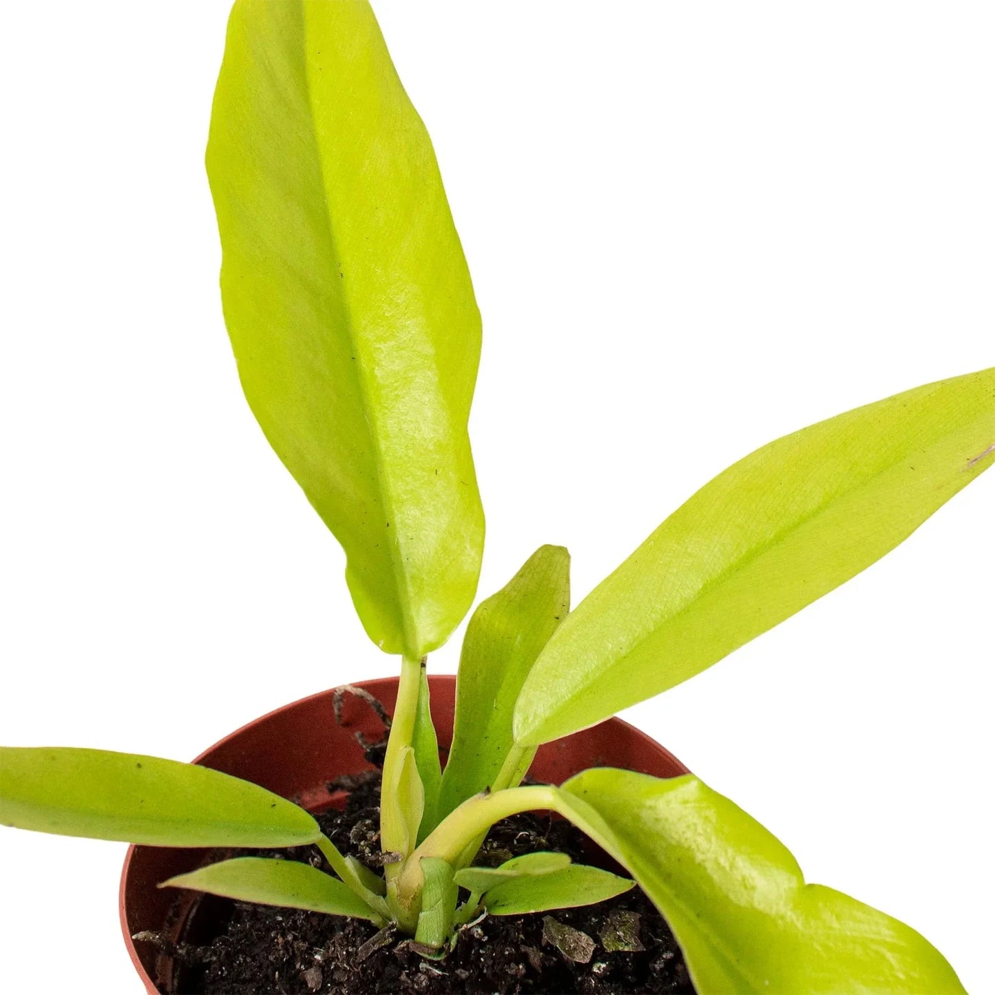 Philodendron Ring of Fire Gold potted indoor plant with lime-yellow leaves House Plant Shop on Tampa Home & Garden Store