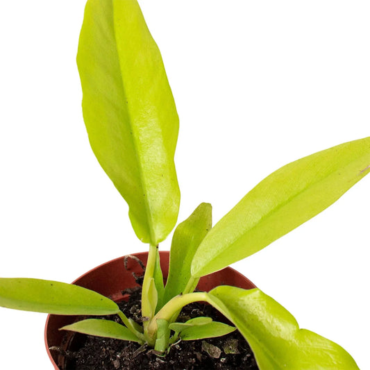 Philodendron Ring of Fire Gold potted indoor plant with lime-yellow leaves House Plant Shop on Tampa Home & Garden Store