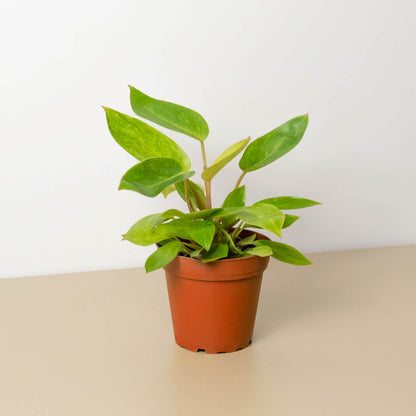 Philodendron Painted Lady indoor plant in terracotta pot, green leaves, House Plant Shop on Tampa Home & Garden Store