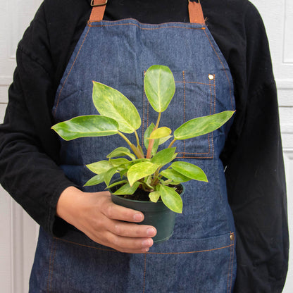 Philodendron Painted Lady plant with variegated green leaves in a pot House Plant Shop on Tampa Home & Garden Store