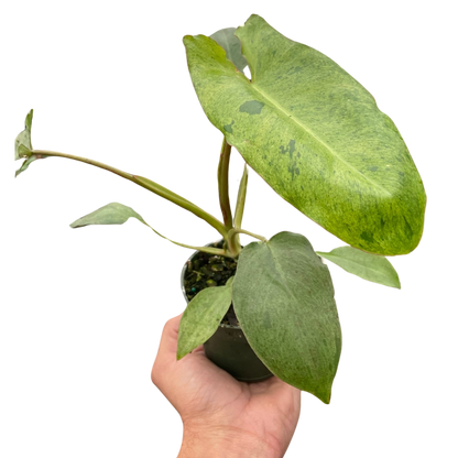 Philodendron Paraiso Verde Variegated Plant