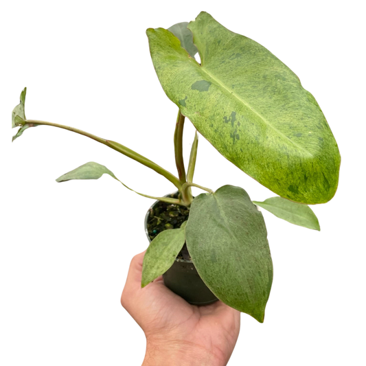 Philodendron Paraiso Verde indoor plant, variegated green leaves in small pot held by hand on Tampa Home & Garden Store