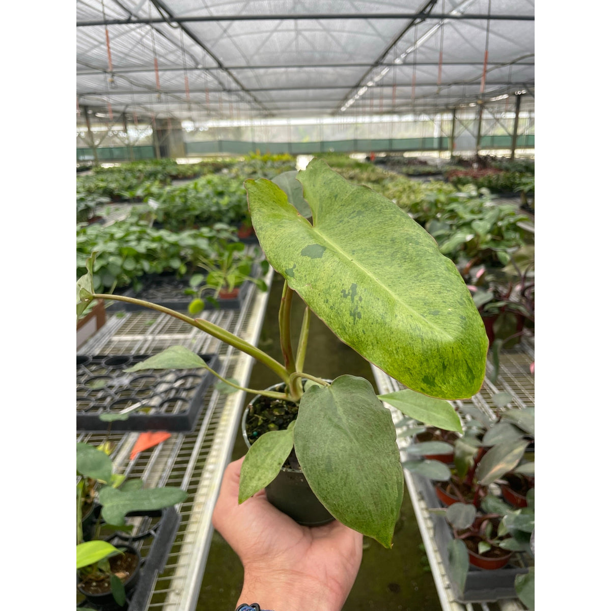 Philodendron Paraiso Verde indoor plant with variegated green-yellow leaves, House Plant Shop on Tampa Home & Garden Store
