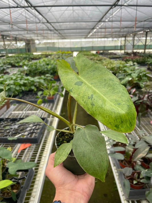 Philodendron Paraiso Verde potted plant with green leaves House Plant Shop on Tampa Home & Garden Store
