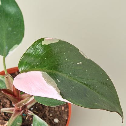 Philodendron Pink Princess indoor plant with pink variegation on glossy green leaves on Tampa Home & Garden Store
